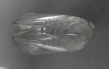 Cigale, image 4/9