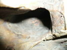 Console, d'une paire (OA 12010), image 28/30