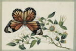 Petit album de peintures d'exportation: fleurs, oiseaux et insectes, image 2/31
