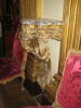 Petite console d'applique, image 2/3