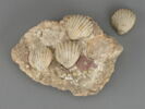 Fragment d'enduit mural, image 1/2