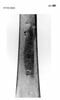 Couvert de table : une cuiller et une fourchette, image 4/5