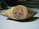 Gourde en forme de poisson à deux anses, image 6/8