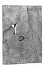 Ivoire d'Arslan Tash, image 4/5