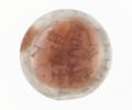 amulette, image 1/2