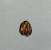 boucle d'oreille, image 3/5
