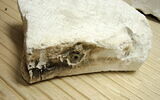 moulage, image 18/34