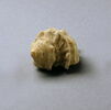 coquillage, image 4/4