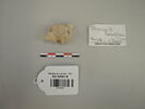 coquillage, image 1/4