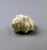 coquillage, image 4/4