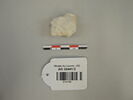 coquillage, image 1/4