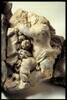 Ecusson double surmonté d'un couronne accosté de deux petits génies et de cornes d'abondance, image 5/6