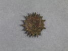 jeton, image 2/2