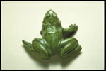 Grenouille de fontaine, image 9/9