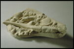 Lézard, image 7/8