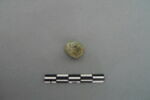 bossette, image 2/3
