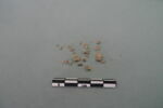 rondelle, fragment, image 3/4