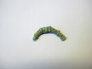 fibule, image 1/2