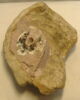 figurine ; ex-voto, image 2/2