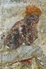 métope, image 4/10
