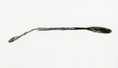spathomela = sonde-spatule, image 2/2