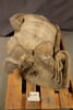 statue, image 3/4