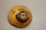 Base annulaire, image 2/2