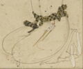 Jeune homme tenant un livre et un brin de narcisse, image 10/12