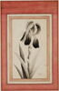 Portrait d'iris, image 5/6