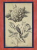 Rose et rossignol, image 2/7
