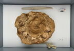 bouchon de jarre en calotte ; empreinte de sceau, image 1/2
