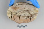 bouchon de jarre en calotte ; empreinte de sceau, image 1/3