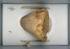 bouchon de jarre conique ; empreinte de sceau, image 2/4