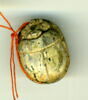 scarabée détaillé, image 2/2