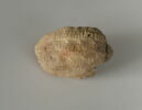 bouchon de jarre, image 6/6