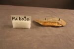 fragment, image 1/3