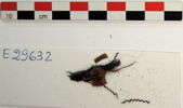 décor de textile ; fragment, image 2/2