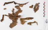bande décorative d'habillement ; fragments, image 1/2
