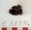 tissu ; fragment, image 2/2