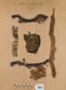 bande décorative d'habillement ; orbiculus ; fragments, image 1/3