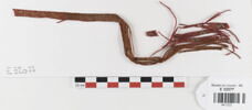 bande décorative d'habillement ; fragments, image 1/2